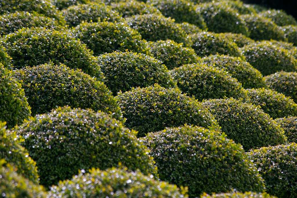 boxwood-1235076_1280