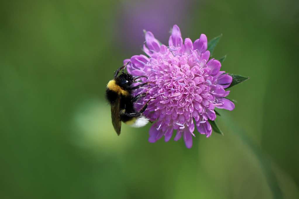 field-scabious-5251691_1280