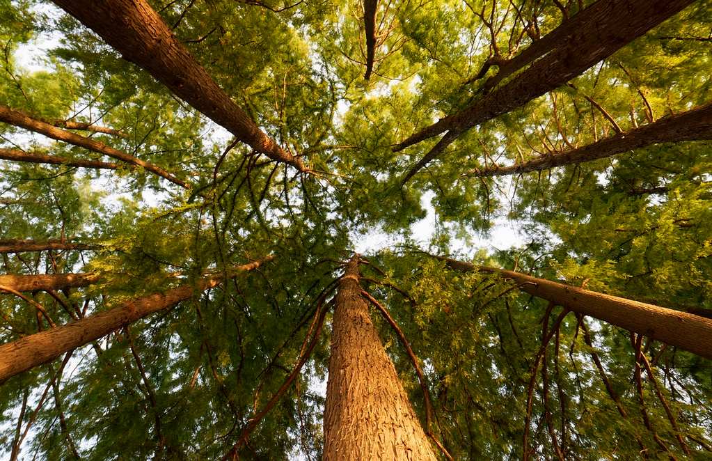 naturally-6248254_1280