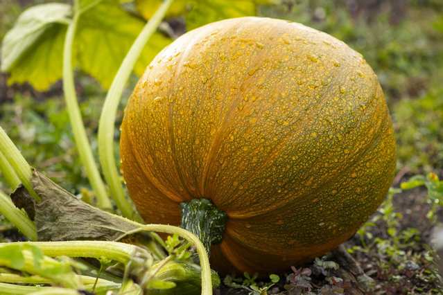 pumpkin-8278499_1280