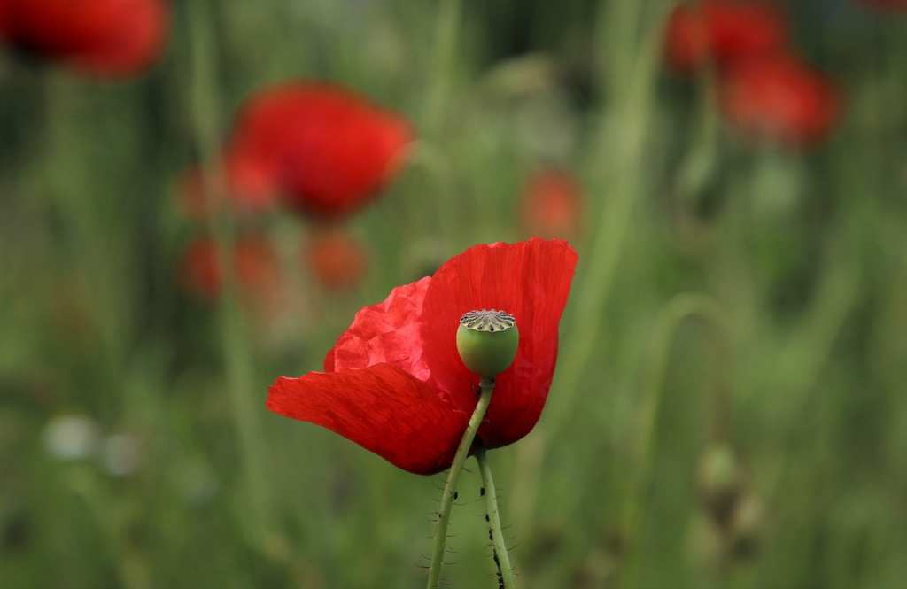red-poppies-5206146_1280
